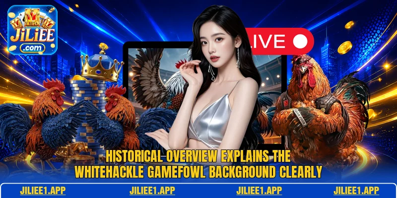 Historical overview explains the Whitehackle Gamefowl background clearly Historical overview explains the Whitehackle Gamefowl background clearly